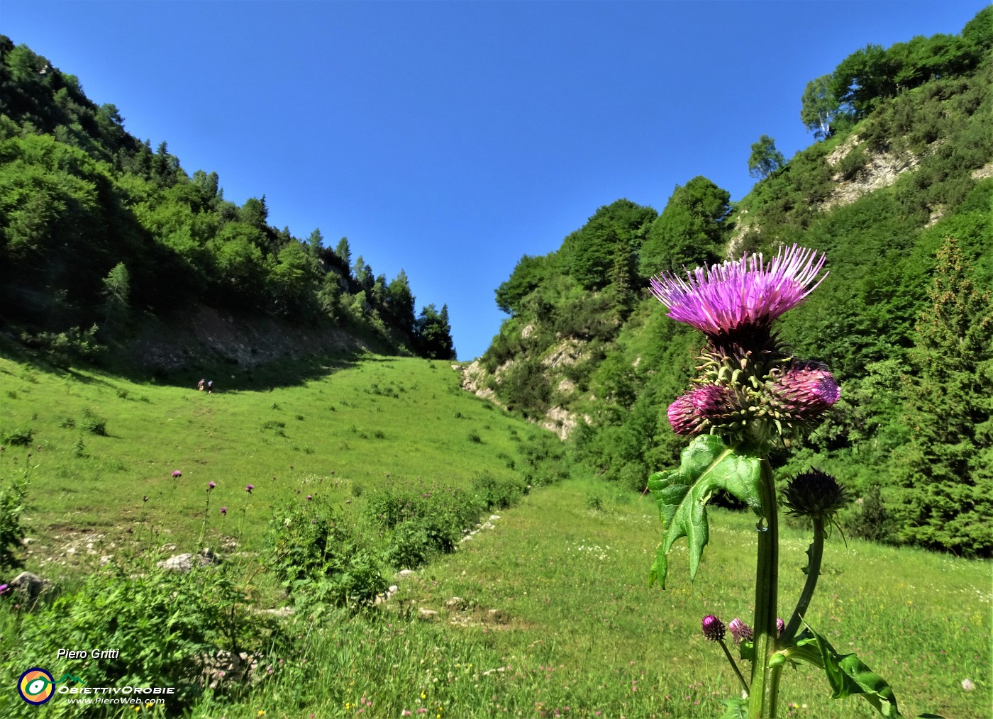 18 Fiori di cardo (Carduus crispus o Cirsium montanum) nel valloncello di salita ai Piani di Bobbio.JPG